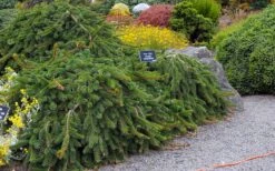 Weeping Norway Spruce (Picea Abies 'Pendula') - 2 Gallon Pot 11 Weeping Norway Spruce (Picea Abies 'Pendula') - 2 Gallon Pot -Plant Serie Store picea abies pendula weeping norway spruce 6