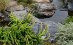 Well's Emerald Creeper Norway Spruce - 3 Gallon Pot -Plant Serie Store picea abies wells emerald spreader 3