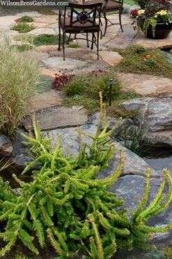 Well's Emerald Creeper Norway Spruce - 3 Gallon Pot -Plant Serie Store picea abies wells emerald spreader 4