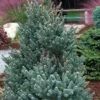 Blue Teardrop White Spruce (Picea Glauca) - 5 Gallon Pot -Plant Serie Store picea glauca blue teardrop white spruce 10