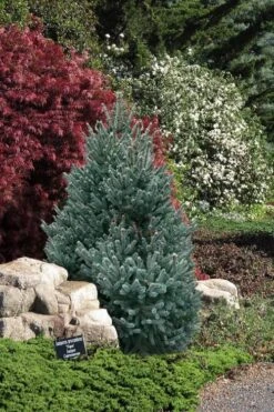 Blue Teardrop White Spruce (Picea Glauca) - 5 Gallon Pot -Plant Serie Store picea glauca blue teardrop white spruce 2