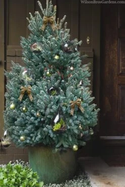 Blue Teardrop White Spruce (Picea Glauca) - 5 Gallon Pot -Plant Serie Store picea glauca blue teardrop white spruce 320copy