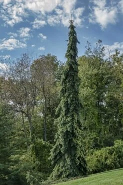 Weeping White Spruce (Picea Glauca 'Pendula') - 5 Gallon Pot -Plant Serie Store picea glauca pendula weeping white spruce 21