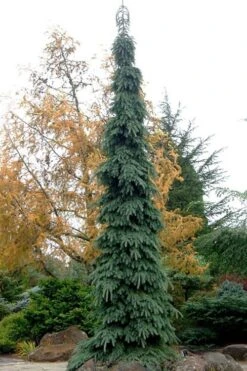 Weeping White Spruce (Picea Glauca 'Pendula') - 5 Gallon Pot -Plant Serie Store picea glauca pendula weeping white spruce 3