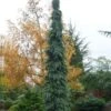 Weeping White Spruce (Picea Glauca 'Pendula') - 5 Gallon Pot -Plant Serie Store picea glauca pendula weeping white spruce 30