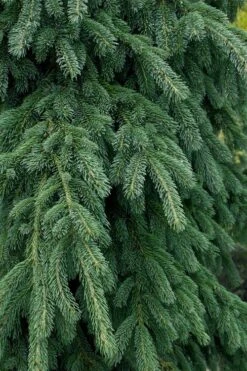 Weeping White Spruce (Picea Glauca 'Pendula') - 5 Gallon Pot -Plant Serie Store picea glauca pendula weeping white spruce 4
