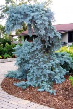 The Blues Colorado Spruce (Picea Pungens) - 6 Gallon Pot (2-3') -Plant Serie Store picea pungens the blues colorado blue spruce 10 1
