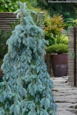 The Blues Colorado Spruce (Picea Pungens) - 6 Gallon Pot (2-3') -Plant Serie Store picea pungens the blues colorado blue spruce 100