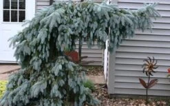 The Blues Colorado Spruce (Picea Pungens) - 6 Gallon Pot (4-5') -Plant Serie Store picea pungens the blues colorado blue spruce 4