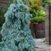 The Blues Colorado Spruce (Picea Pungens) - 6 Gallon Pot (2-3') -Plant Serie Store picea pungens the blues colorado blue spruce 7 1