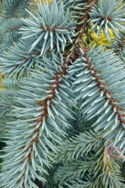 The Blues Colorado Spruce (Picea Pungens) - 6 Gallon Pot (2-3') -Plant Serie Store picea pungens the blues colorado blue spruce 9 1