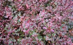 Confetti Dwarf Abelia - 3 Gallon Pot -Plant Serie Store picture abelia confetti pink foliage