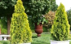 Highlights Arborvitae Thuja Janed Gold - 3 Gallon Pot -Plant Serie Store picture arborvitaejanedgold 2