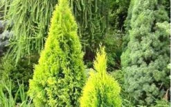 Highlights Arborvitae Thuja Janed Gold - 3 Gallon Pot -Plant Serie Store picture arborvitaejanedgold