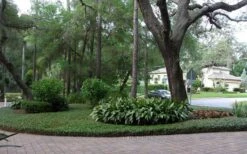 Asian Jasmine - Asiatic Jasmine - 6 Pack Of Pint Pots -Plant Serie Store picture asian jasmine 8