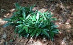 Dwarf Green Aucuba - Japanese Laurel - 1 Gallon Pot -Plant Serie Store picture aucuba dwarf green shrub