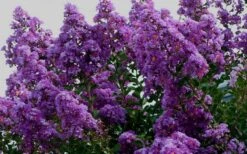 Twilight Purple Crape Myrtle - 6 Pack Of 1 Gallon Pots -Plant Serie Store picture crape myrtle twilight 1 1