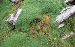 Elfin Creeping Thyme - Thymus Serpyllum Elfin - 3 Pack Of Pint Pots -Plant Serie Store picture creeping thyme elfin 4