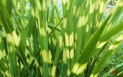 Little Zebra Grass - Miscanthus - 6 Pack Of 1 Gallon Pots -Plant Serie Store picture miscanthus little zebra 2