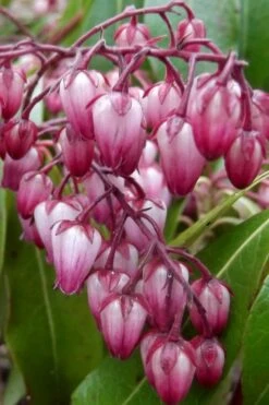 Katsura Pieris - 2 Gallon Pot 12 Katsura Pieris - 2 Gallon Pot -Plant Serie Store pieris japonica katsura 30 1