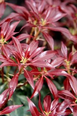 Katsura Pieris - 2 Gallon Pot