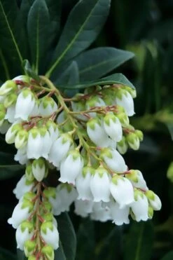 Southern Lady Pieris - 3 Gallon Pot 10 Southern Lady Pieris - 3 Gallon Pot -Plant Serie Store pieris japonica southern lady 1