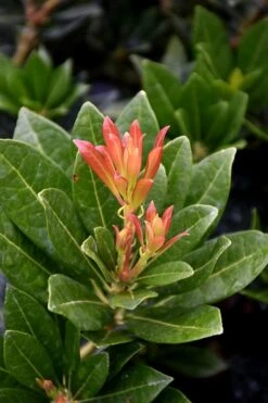 Southern Lady Pieris - 3 Gallon Pot 11 Southern Lady Pieris - 3 Gallon Pot -Plant Serie Store pieris japonica southern lady 2