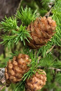 Shortleaf Rosemary Pine (Pinus Echinata) - 1 Gallon Pot -Plant Serie Store pinus echinata shortleaf rosemary pine 2