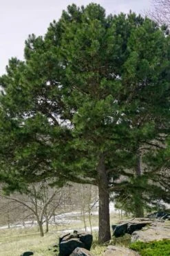 Shortleaf Rosemary Pine (Pinus Echinata) - 1 Gallon Pot