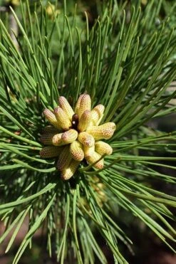 Shortleaf Rosemary Pine (Pinus Echinata) - 1 Gallon Pot -Plant Serie Store pinus echinata shortleaf rosemary pine 6