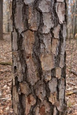 Shortleaf Rosemary Pine (Pinus Echinata) - 1 Gallon Pot -Plant Serie Store pinus echinata shortleaf rosemary pine 7