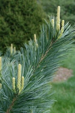 Vanderwolf's Pyramid Limber Pine (Pinus Flexilis) - 7 Gallon Pot -Plant Serie Store pinus flexilis vanderwolfs pyramid limber pine 3 1