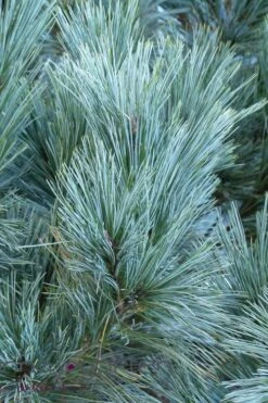 Vanderwolf's Pyramid Limber Pine (Pinus Flexilis) - 7 Gallon Pot -Plant Serie Store pinus flexilis vanderwolfs pyramid limber pine 4 1