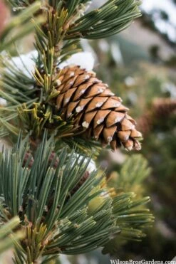 Vanderwolf's Pyramid Limber Pine (Pinus Flexilis) - 7 Gallon Pot -Plant Serie Store pinus flexilis vanderwolfs pyramid limber pine 6 1