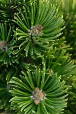 Sherwood Compact Mugo Pine Single Trunk Topiary Tree - 2 Gallon Pot 8 Sherwood Compact Mugo Pine Single Trunk Topiary Tree - 2 Gallon Pot -Plant Serie Store pinus mugo sherwood compact mountain pine 1