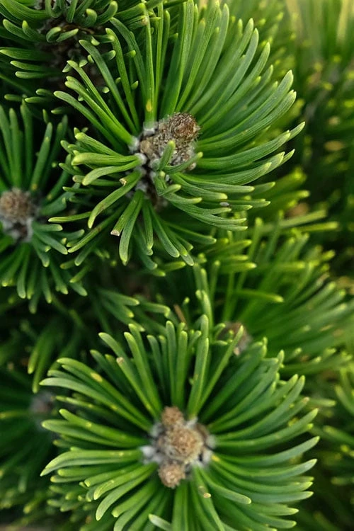 Sherwood Compact Mugo Pine Single Trunk Topiary Tree - 2 Gallon Pot 5 Sherwood Compact Mugo Pine Single Trunk Topiary Tree - 2 Gallon Pot - Image 3