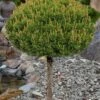 Slowmound Mugo Pine Single Trunk Topiary Tree - 1 Gallon Pot -Plant Serie Store pinus mugo slowmound dwarf mugo pine topiary tree 4 1