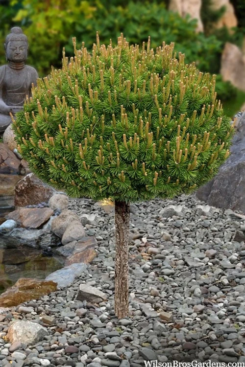 Slowmound Mugo Pine Single Trunk Topiary Tree - 1 Gallon Pot 3 Slowmound Mugo Pine Single Trunk Topiary Tree - 1 Gallon Pot
