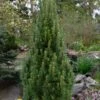 Frank's Columnar Austrian Black Pine (Pinus Nigra) - 6 Gallon Pot -Plant Serie Store pinus nigra frank columnar austrian pine 2