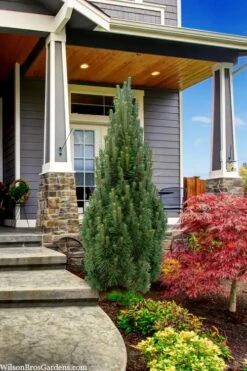 Frank's Columnar Austrian Black Pine (Pinus Nigra) - 6 Gallon Pot -Plant Serie Store pinus nigra frank columnar austrian pine 3