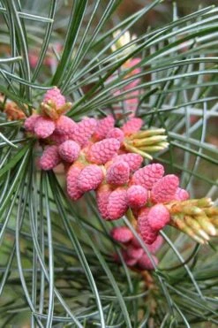 Japanese White Pine (Pinus Parviflora 'Glauca') - 5 Gallon Pot -Plant Serie Store pinus parviflora glauca japanese white pine 10