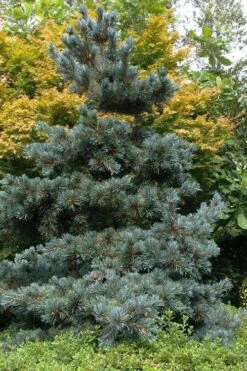 Japanese White Pine (Pinus Parviflora 'Glauca') - 5 Gallon Pot -Plant Serie Store pinus parviflora glauca japanese white pine 11