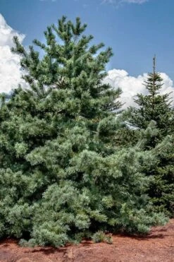 Japanese White Pine (Pinus Parviflora 'Glauca') - 5 Gallon Pot -Plant Serie Store pinus parviflora glauca japanese white pine 5