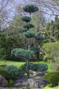 Japanese White Pine (Pinus Parviflora 'Glauca') - 5 Gallon Pot -Plant Serie Store pinus parviflora glauca japanese white pine 6