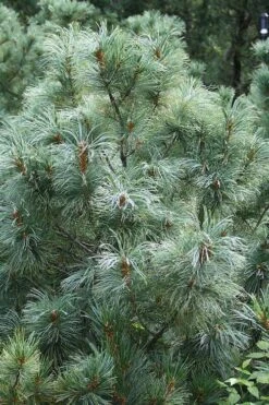 Japanese White Pine (Pinus Parviflora 'Glauca') - 5 Gallon Pot -Plant Serie Store pinus parviflora glauca japanese white pine 8