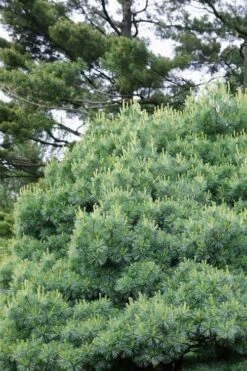 Blue Shag Eastern White Pine - 3 Gallon Pot -Plant Serie Store pinus strobus blue shag eastern white pine 12