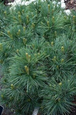 Blue Shag Eastern White Pine - 3 Gallon Pot -Plant Serie Store pinus strobus blue shag eastern white pine 13