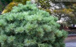 Blue Shag Eastern White Pine - 3 Gallon Pot -Plant Serie Store pinus strobus blue shag eastern white pine 3