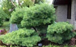Blue Shag Eastern White Pine - 3 Gallon Pot -Plant Serie Store pinus strobus blue shag eastern white pine 4