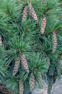 Coney Island White Pine - 2 Gallon Pot -Plant Serie Store pinus strobus coney island white pine 11